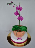 /album/narodeninove/orchidea-v-kvetinaci-fialova-1-jpg/